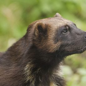 Wolverine