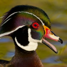 Wood Duck