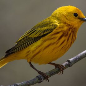 Yellow Warbler