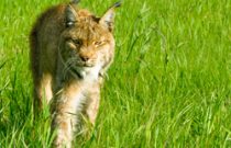 LYNX