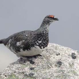 Rock Ptarmigan