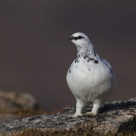 Rock Ptarmigan