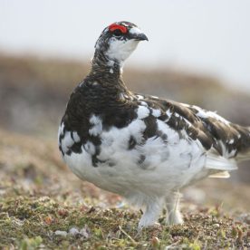 Rock Ptarmigan