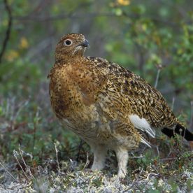 Rock Ptarmigan