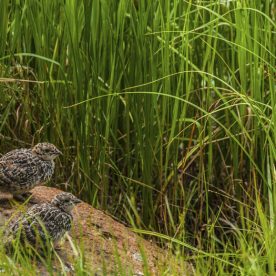 Rock Ptarmigan