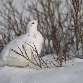 White-tailed Ptarmigan