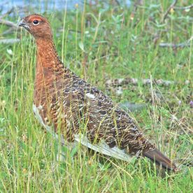 Willow Ptarmigan