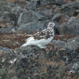 White-tailed Ptarmigan