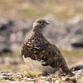 Willow Ptarmigan