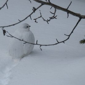 White-tailed Ptarmigan