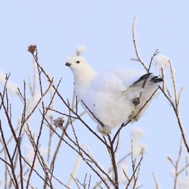 Willow Ptarmigan