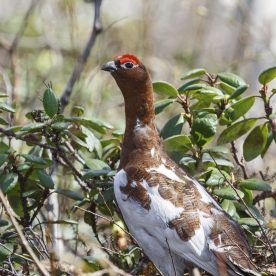 Willow Ptarmigan