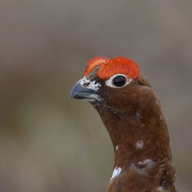 Willow Ptarmigan