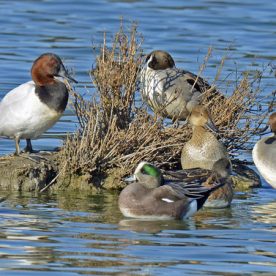 Canvasback