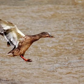 American Black Duck landing on water