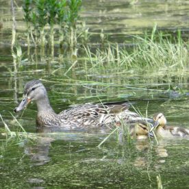 American Black Duck