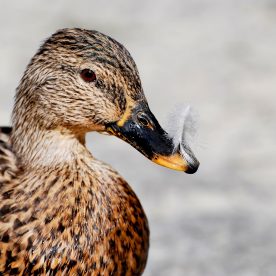 American Black Duck