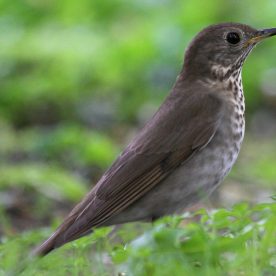 Bicknell's Thrush