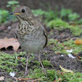 Bicknell's Thrush