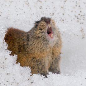 Brown Lemming