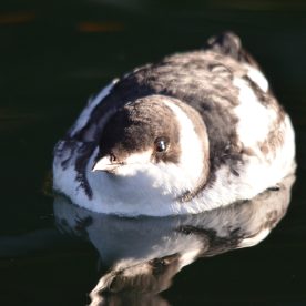Marbled Murrelet
