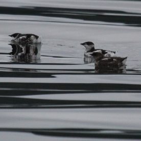 Marbled Murrelet