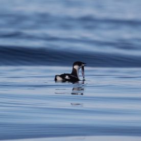 Marbled Murrelet