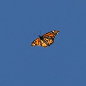 Monarch Butterfly