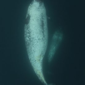 Narwhal