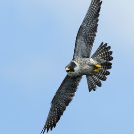 Peregrine Falcon