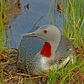 Red-throated Loon