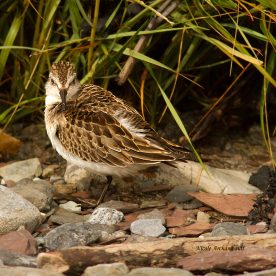 Semipalmated sandpiper