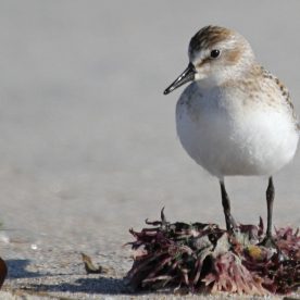 Semipalmated Sandpiper
