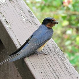 Barn Swallow