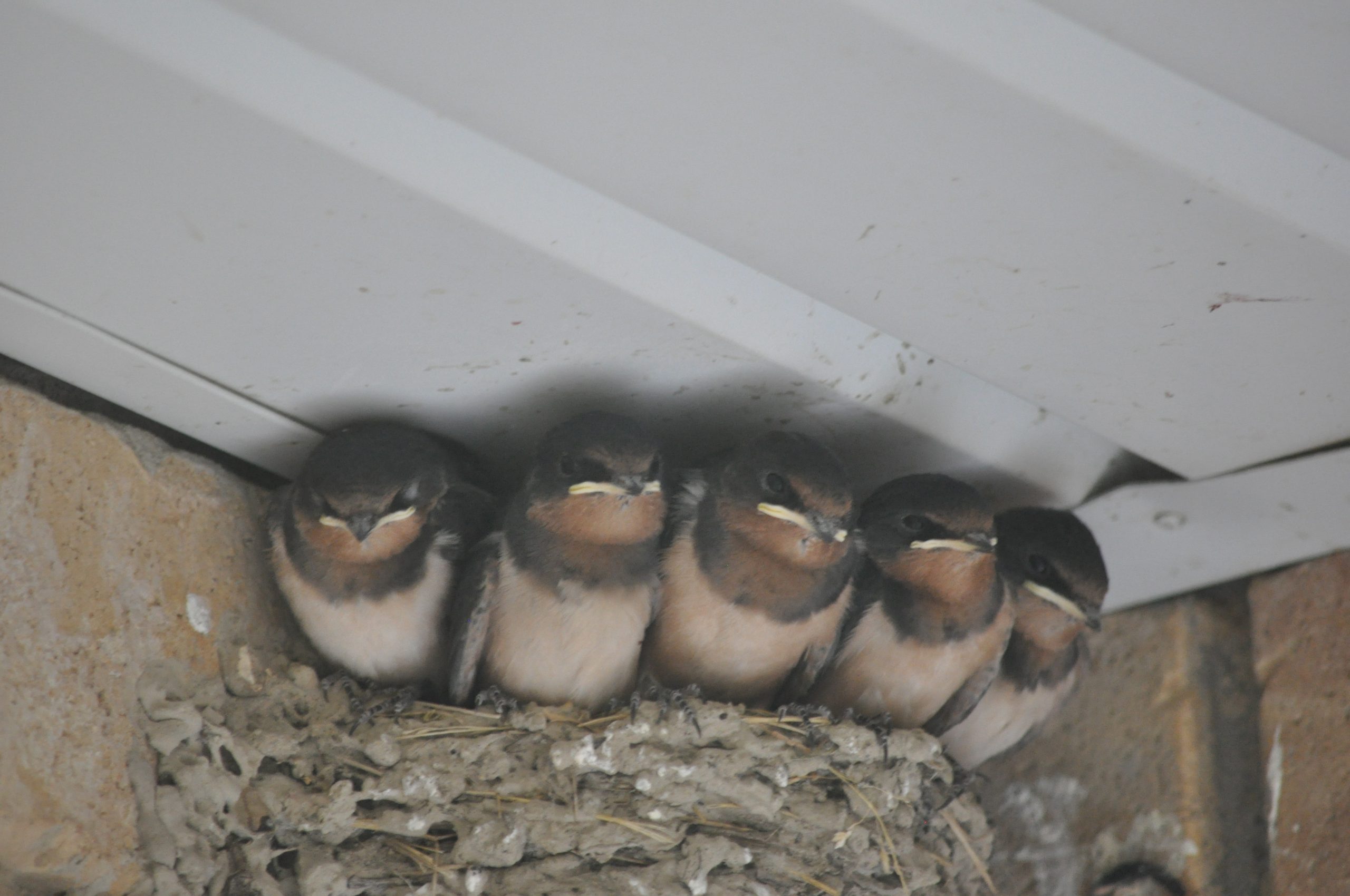 Les Hirondelles rustiques au nid (photo par Judith Balch)