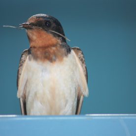 Barn Swallow