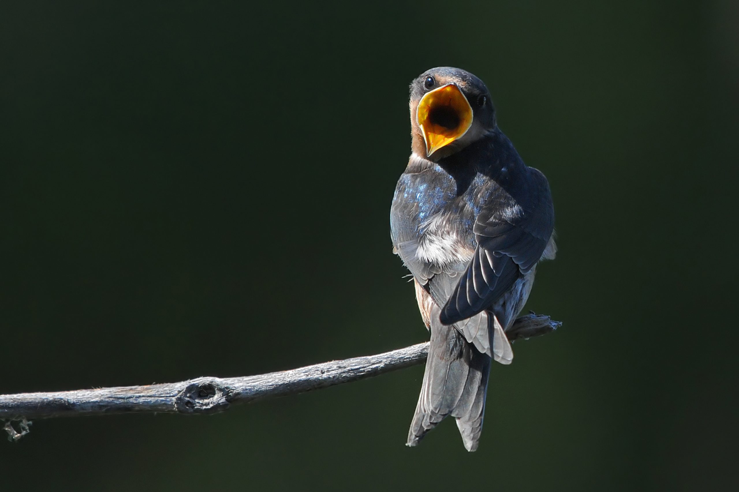 Hirondelle rustique