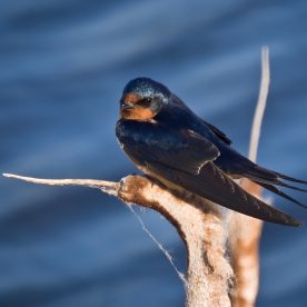 Barn Swallow