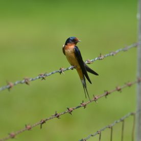 Barn Swallow
