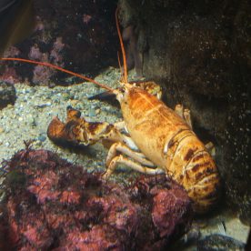 North American Lobster