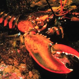 North American Lobster