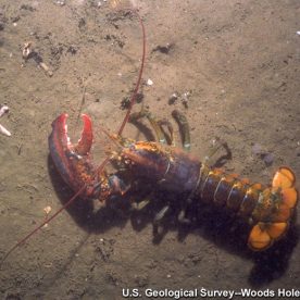 North American Lobster