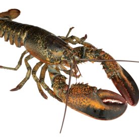 North American Lobster