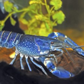 North American Lobster