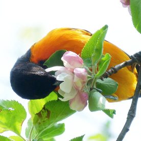 Baltimore Oriole