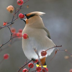 Bohemian Waxwing