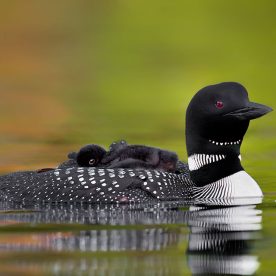Common Loon