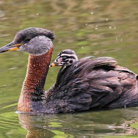 Red necked Grebe