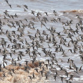 Semipalmated Sandpiper