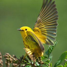 Yellow Warbler